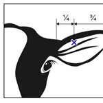 Step-by-step instructions for correctly applying metal ear tags to cattle: - tag ear positioning (graphics)